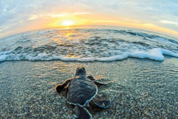 turtle 600x400 turtle 600x400
